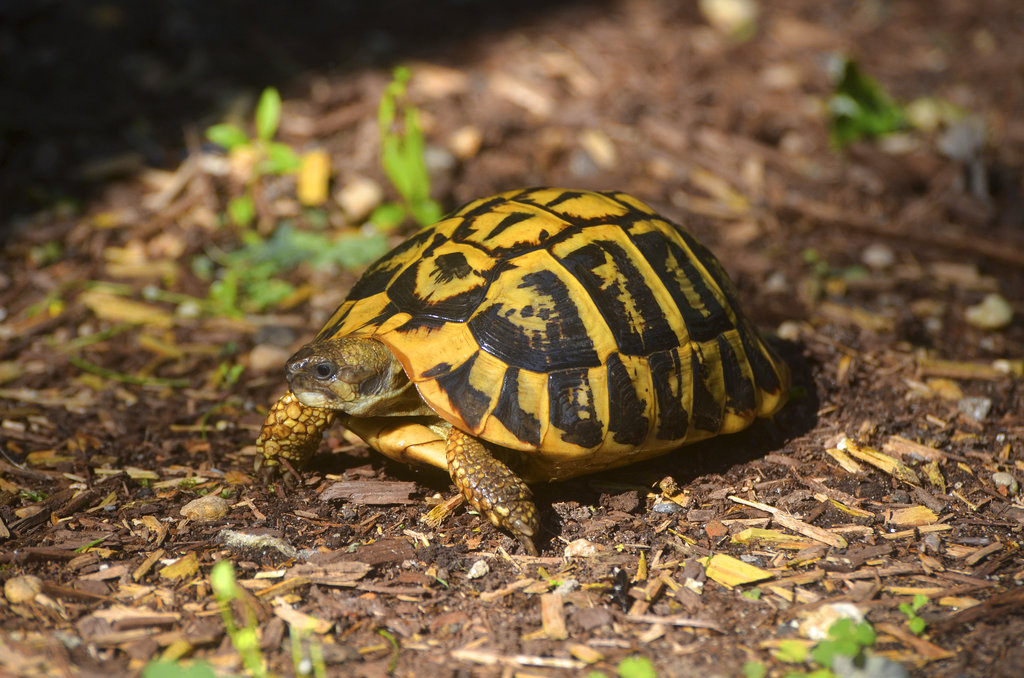 cute pet turtle