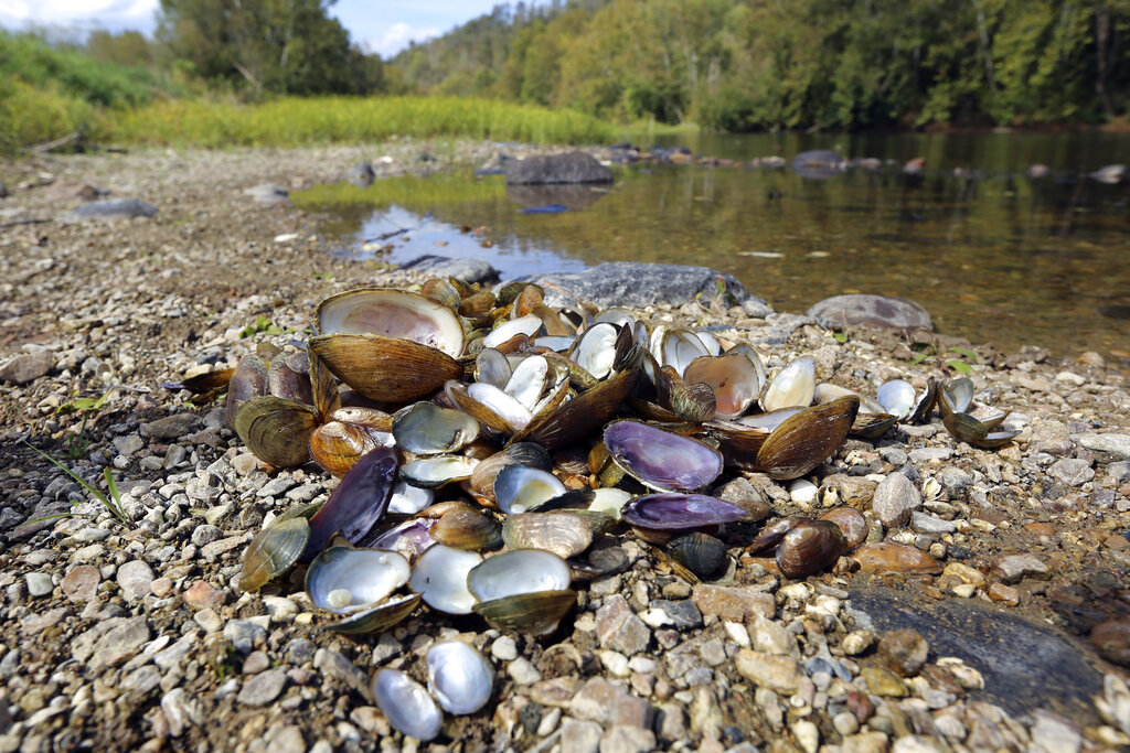 Scientists seeking cause of huge freshwater mussel dieoff Sentinel