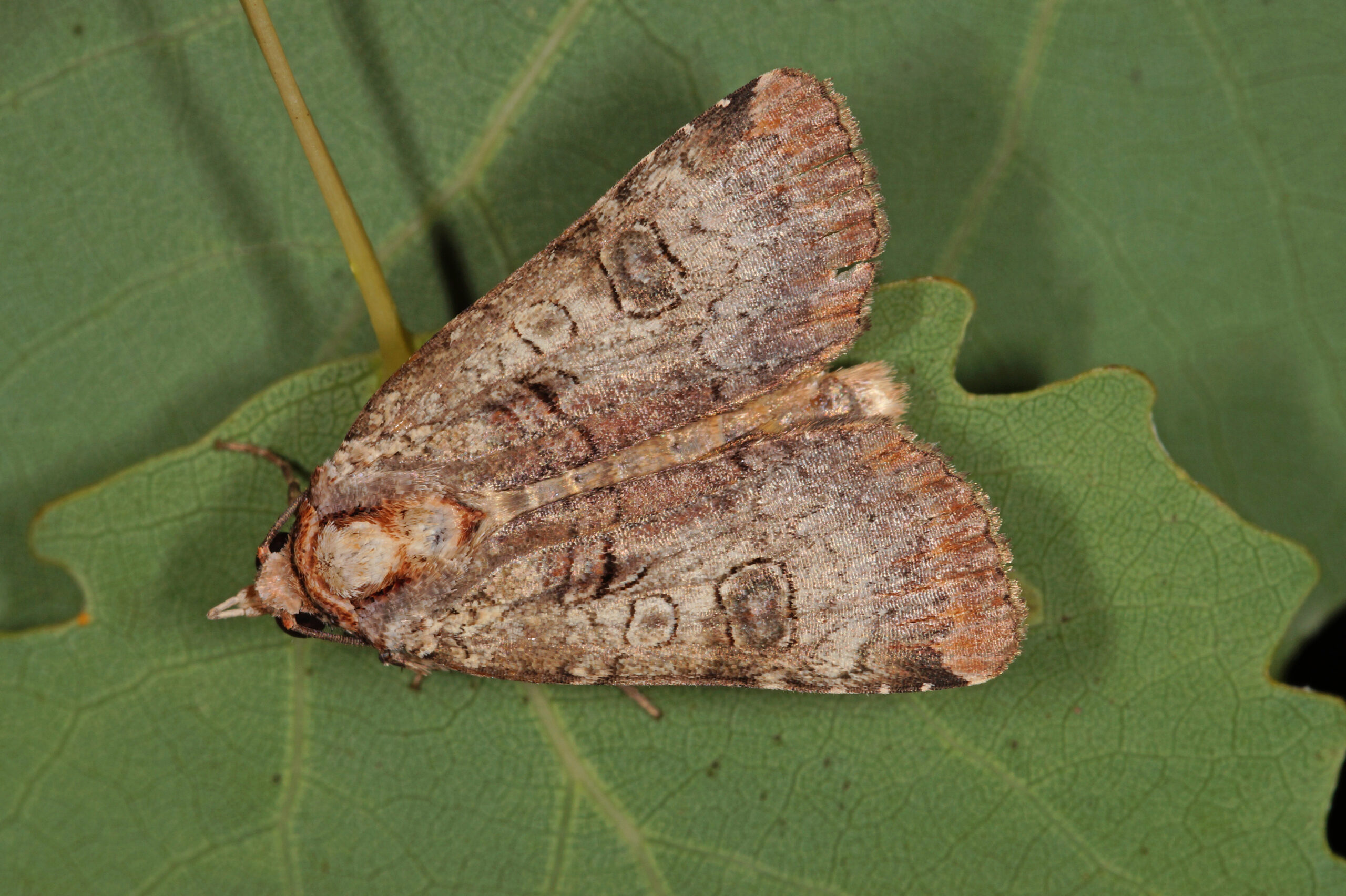 Study Miller moth population has increased in Colorado Sentinel Colorado