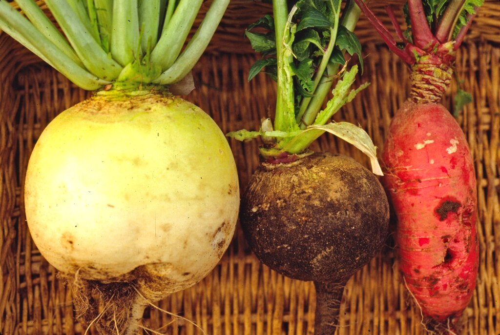 Gardening Winter radishes can add offseason color, flavor Sentinel