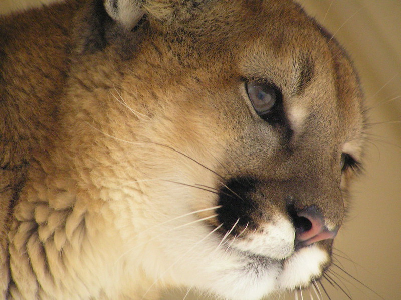 Os mountain lion