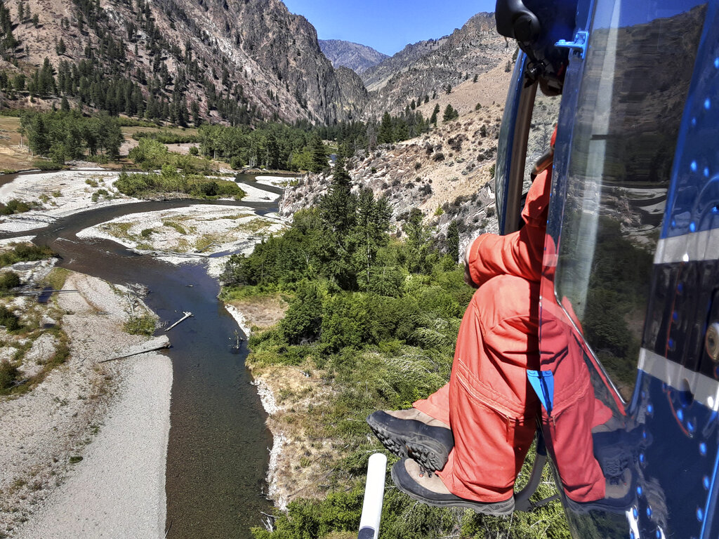 Unique Idaho salmon numbers rise, but extinction looms Sentinel Colorado