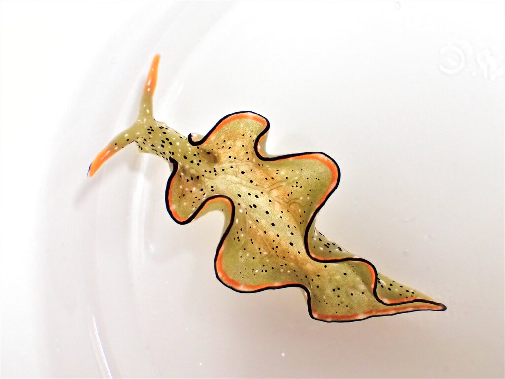 Heads up: Some sea slugs grow new bodies after decapitation - Sentinel