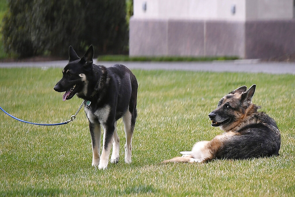 Major training: Biden dog gets help adjusting to White House