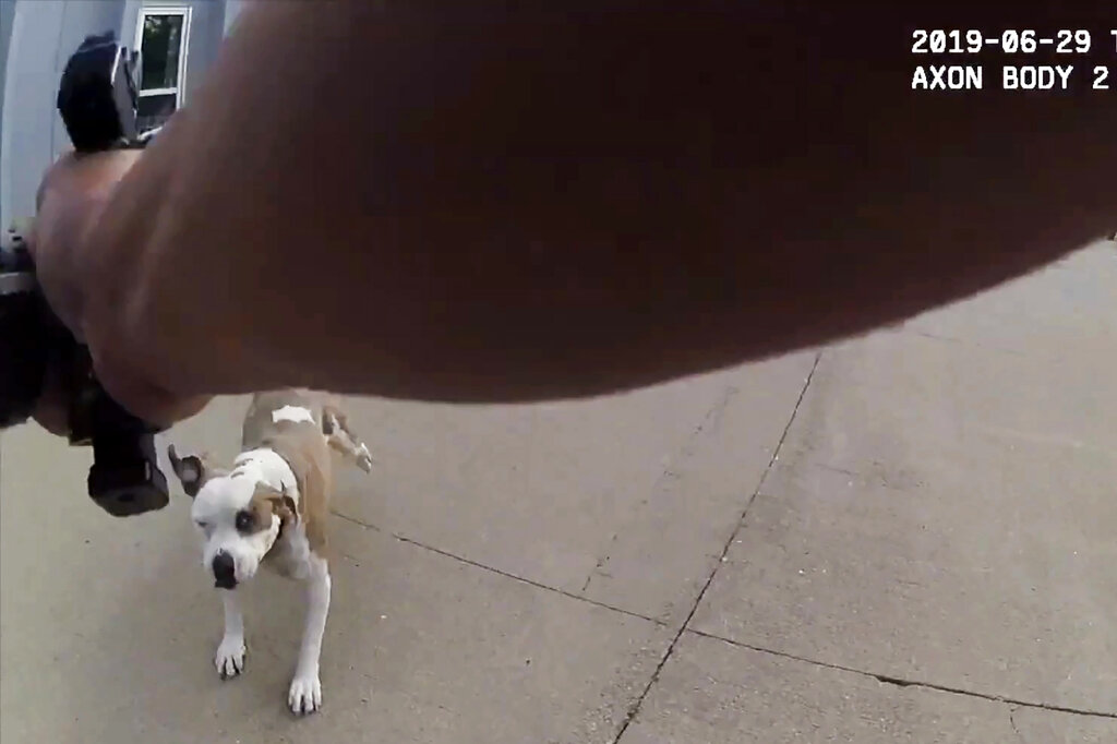 Loveland Couple Files Lawsuit Over Shooting Of Dog Who Ran At Officer Sentinel Colorado