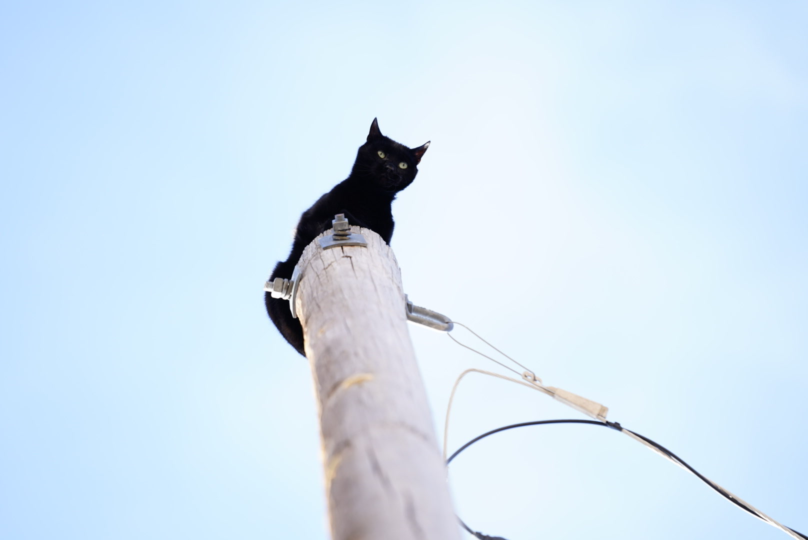 Black Cat Rescued From Telephone Pole