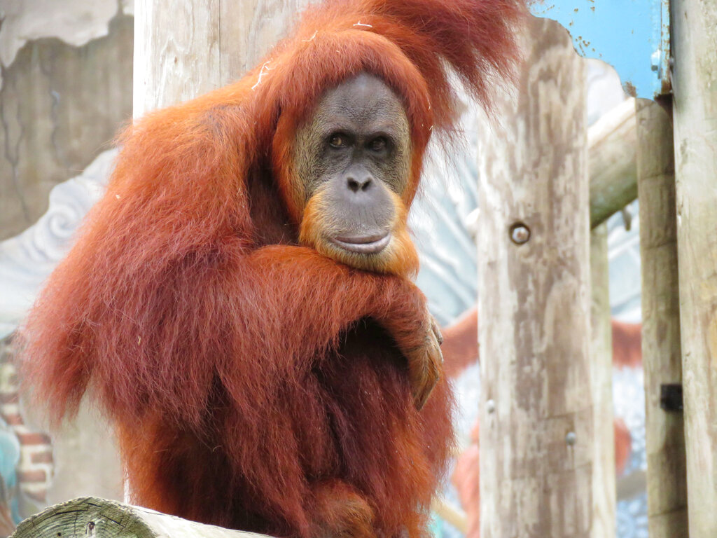 Baby boot camp' exercises critically endangered orangutan - Sentinel  Colorado