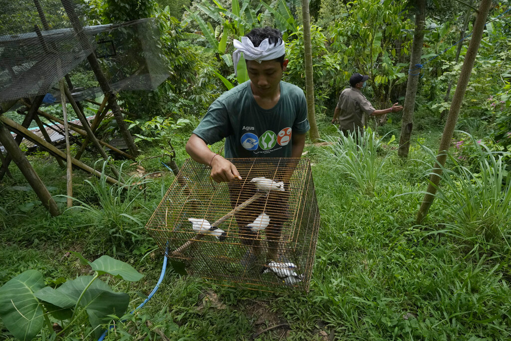 In Bali, Bird Sellers Help Endangered Mynah Make A Comeback - Sentinel ...