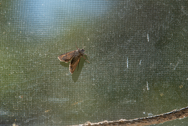 Miller Moths Migrating Into Colorado S Front Range Cities Sentinel Colorado