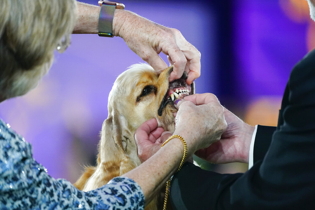 Sound off! Trumpet is 1st bloodhound to win Westminster show - Sentinel  Colorado