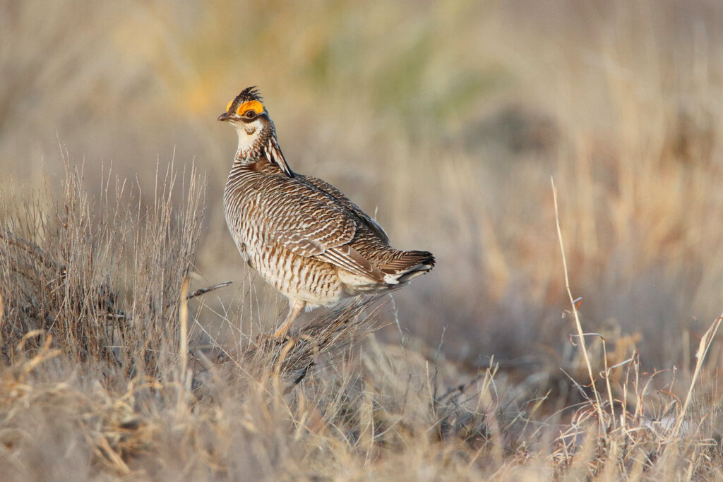 US sued over lack of protection plan for rare sage grouse