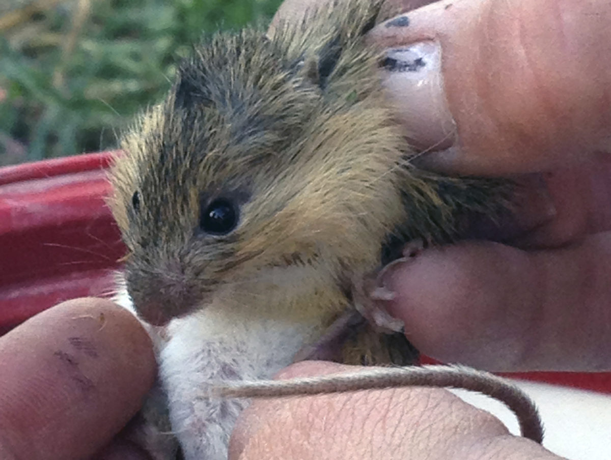 Preble's meadow jumping mouse, found in Colorado, Wyoming, remains on