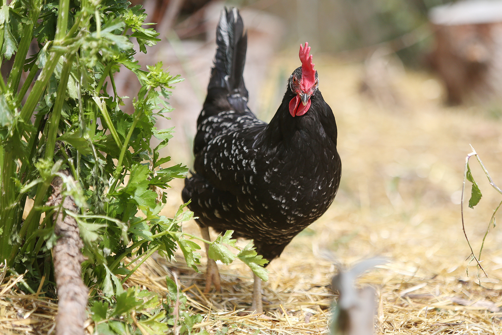 Aurora residents will be allowed to have more backyard chickens